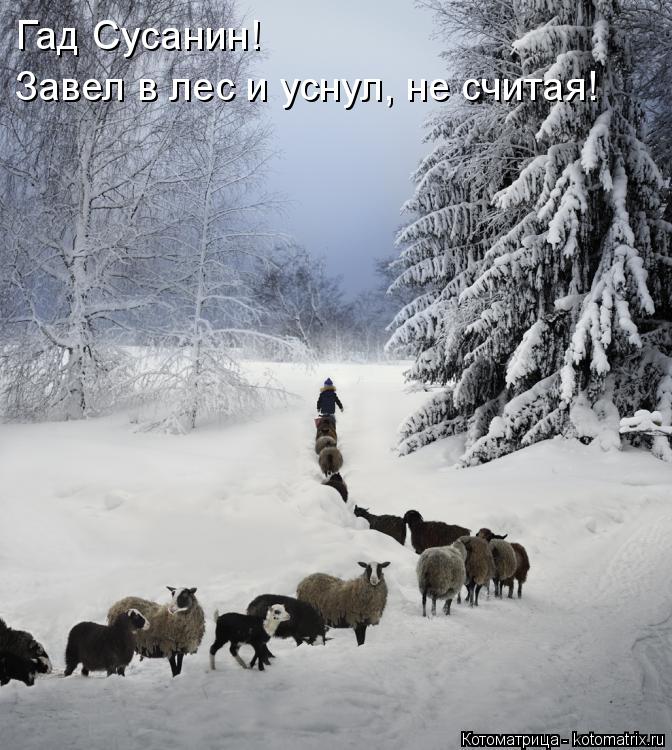Гад Сусанин! Завел в лес и уснул, не считая!... Котоматрица: Гад Сусанин! Завел в лес и уснул, не считая!