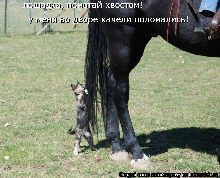 лошадка, помотай хвостом! у меня во дворе качели поломались!... Котоматрица: лошадка, помотай хвостом! у меня во дворе качели поломались!