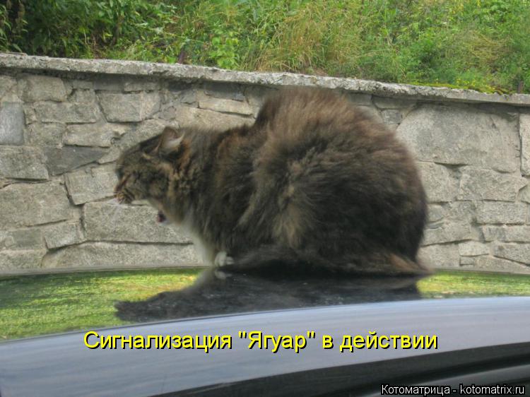 Сигнализация "Ягуар" в действии... Котоматрица: Сигнализация "Ягуар" в действии