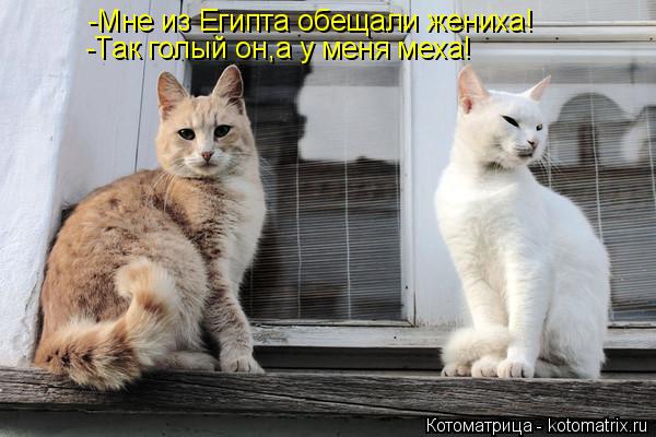 -Мне из Египта обещали жениха! -Так голый он,а у меня меха!... Котоматрица: -Мне из Египта обещали жениха! -Так голый он,а у меня меха!