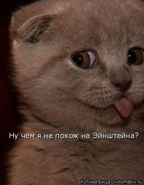Ну чем я не похож на Эйнштейна?... Котоматрица: Ну чем я не похож на Эйнштейна?