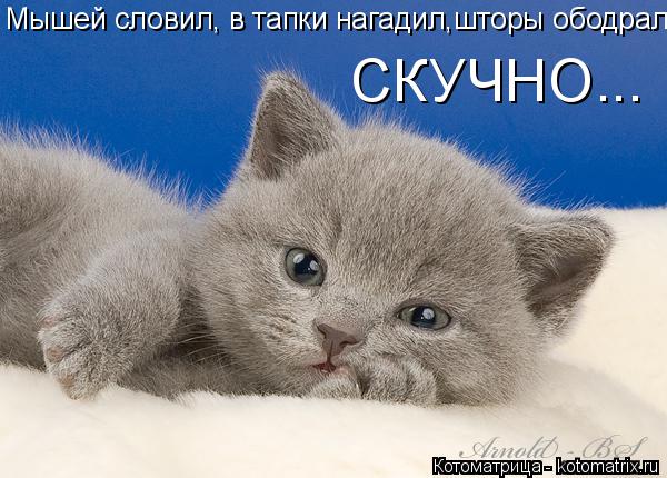 Мышей словил, в тапки нагадил,шторы ободрал СКУЧНО...... Котоматрица: Мышей словил, в тапки нагадил,шторы ободрал СКУЧНО...