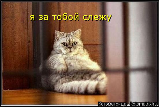 я за тобой слежу... Котоматрица: я за тобой слежу