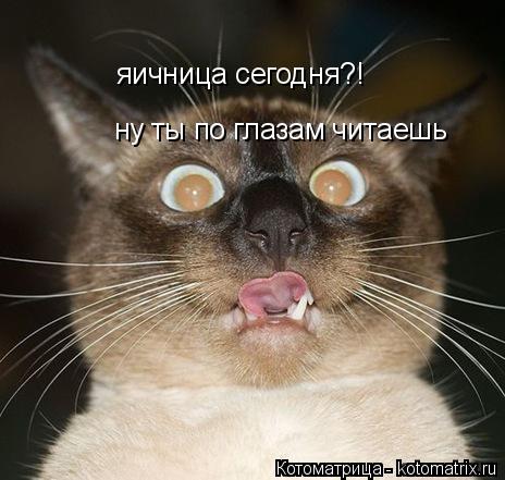 Котоматрица: яичница сегодня?! ну ты по глазам читаешь