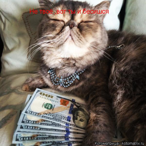 Котоматрица: Не твоё ,вот ты и бесишся