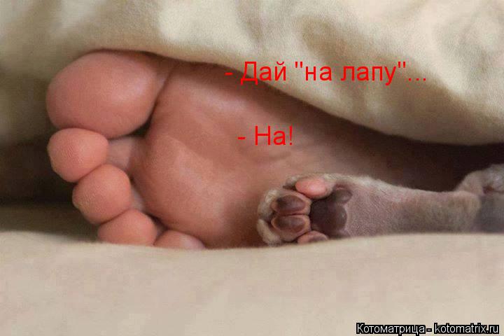 Котоматрица: - Дай "на лапу"... - На!