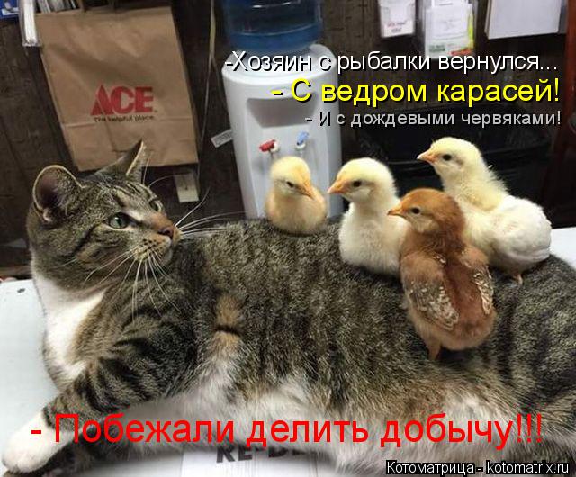 -Хозяин с рыбалки вернулся... - С ведром карасей! - И с дождевыми червяками! - Побежали делить добычу... Котоматрица: -Хозяин с рыбалки вернулся... - С ведром карасей! - И с дождевыми червяками! - Побежали делить добычу!!!