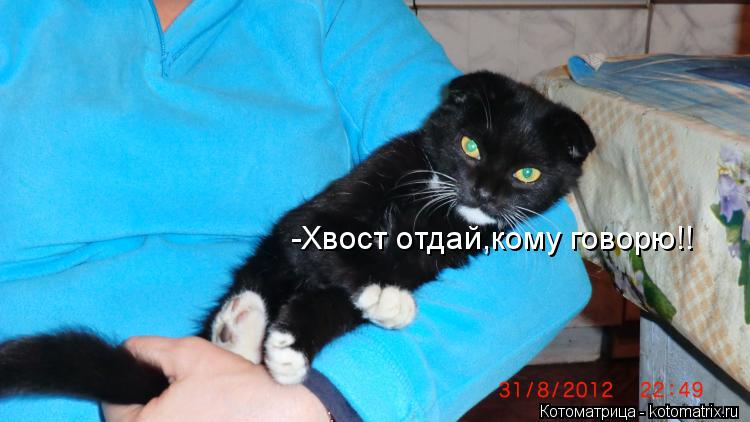 -Хвост отдай,кому говорю!!... Котоматрица: -Хвост отдай,кому говорю!!