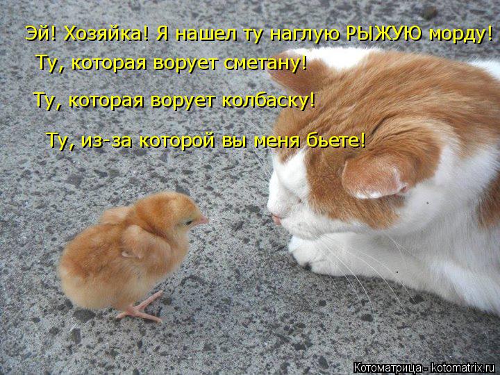 Эй! Хозяйка! Я нашел ту наглую РЫЖУЮ морду! Ту, которая ворует сметану! Ту, которая ворует колбаску! ... Котоматрица: Эй! Хозяйка! Я нашел ту наглую РЫЖУЮ морду! Ту, которая ворует сметану! Ту, которая ворует колбаску! Ту, из-за которой вы меня бьете!