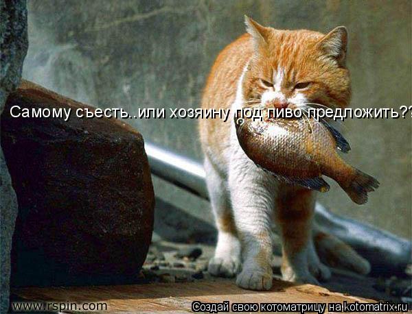 Самому съесть..или хозяину под пиво предложить??... Котоматрица: Самому съесть..или хозяину под пиво предложить??