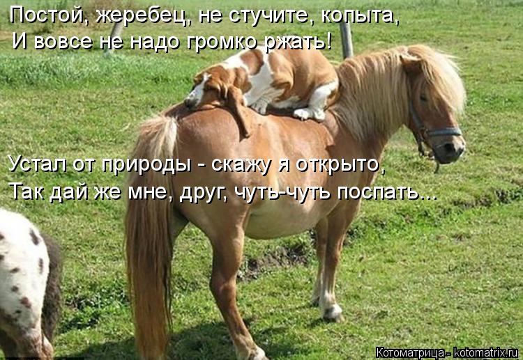 Постой, жеребец, не стучите, копыта, И вовсе не надо громко ржать! Устал от природы - скажу я открыто... Котоматрица: Постой, жеребец, не стучите, копыта, И вовсе не надо громко ржать! Устал от природы - скажу я открыто, Так дай же мне, друг, чуть-чуть поспать...
