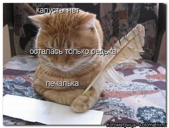 капусты нет осталась только редька печалька... Котоматрица: капусты нет осталась только редька печалька