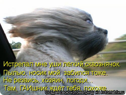 Истрепал мне уши лёгкий сквознячок. Пылью, носик мой забился тоже. Не резвись, хозяин, погоди... Там... Котоматрица: Истрепал мне уши лёгкий сквознячок. Пылью, носик мой забился тоже. Не резвись, хозяин, погоди... Там, ГАИшник ждёт тебя, похоже....