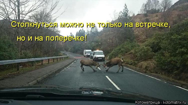 Котоматрица: Столкнуться можно не только на встречке, но и на поперечке!