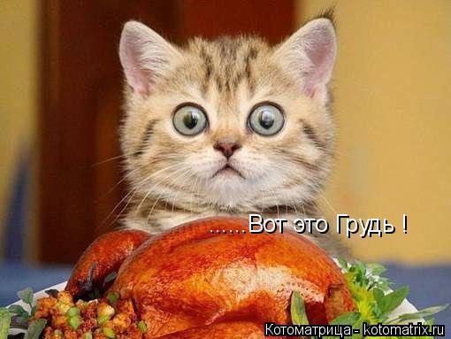 ......Вот это Грудь !... Котоматрица: ......Вот это Грудь !