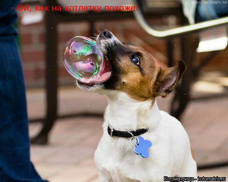 - Ой, как на котлетку похоже!... Котоматрица: - Ой, как на котлетку похоже!