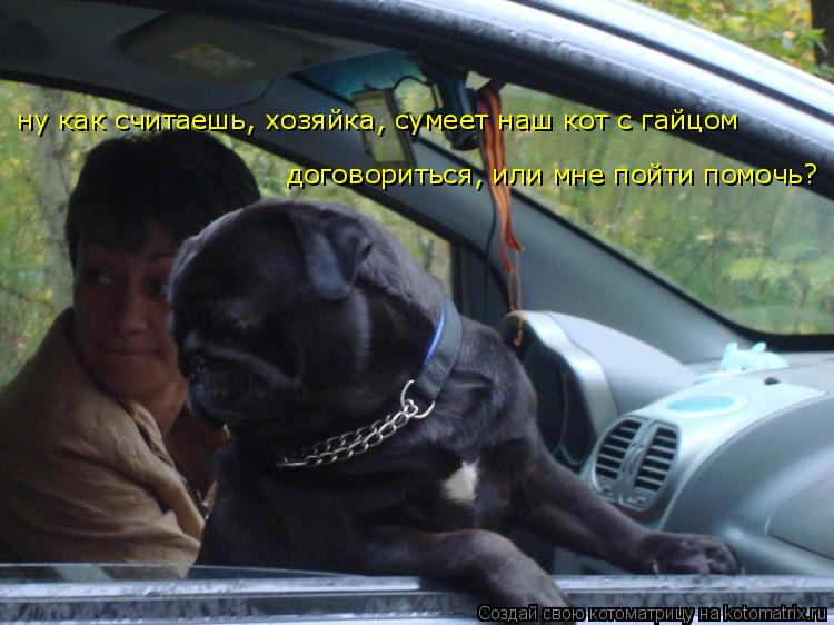 ну как считаешь, хозяйка, сумеет наш кот с гайцом договориться, или мне пойти помочь?... Котоматрица: ну как считаешь, хозяйка, сумеет наш кот с гайцом договориться, или мне пойти помочь?