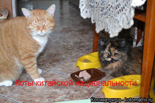 Коты китайской национальности... Котоматрица: Коты китайской национальности