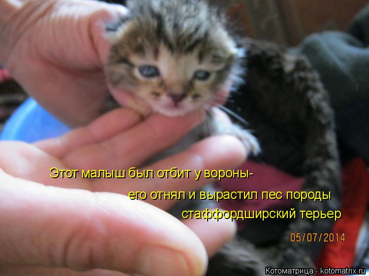 Этот малыш был отбит у вороны- его отнял и вырастил пес породы стаффордширский терьер... Котоматрица: Этот малыш был отбит у вороны- его отнял и вырастил пес породы стаффордширский терьер