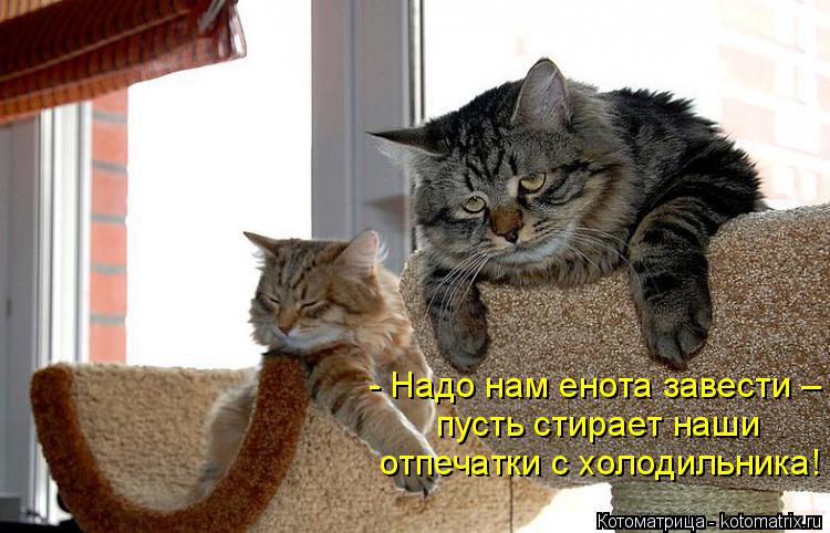 - Надо нам енота завести – пусть стирает наши отпечатки с холодильника!... Котоматрица: - Надо нам енота завести – пусть стирает наши отпечатки с холодильника!