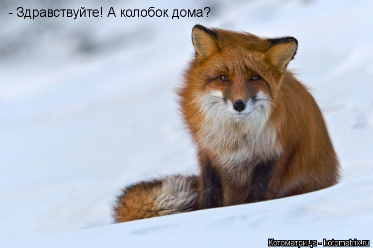 - Здравствуйте! А колобок дома?... Котоматрица: - Здравствуйте! А колобок дома?