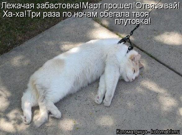 Лежачая забастовка!Март прошел!Отвязывай! Ха-ха!Три раза по ночам сбегала твоя плутовка!... Котоматрица: Лежачая забастовка!Март прошел!Отвязывай! Ха-ха!Три раза по ночам сбегала твоя плутовка!