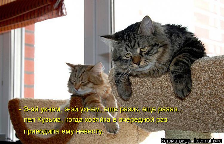 - Э-эй ухнем, э-эй ухнем, еще разик, еще раааз... пел Кузьма, когда хозяйка в очередной раз приводила... Котоматрица: - Э-эй ухнем, э-эй ухнем, еще разик, еще раааз... пел Кузьма, когда хозяйка в очередной раз приводила ему невесту.