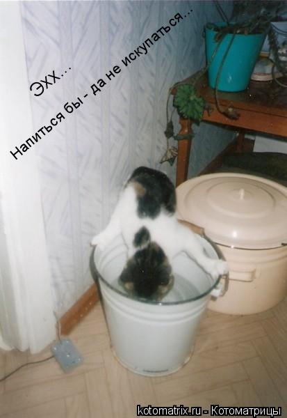 Эхх... Напиться бы - да не искупаться...... Котоматрица: Эхх... Напиться бы - да не искупаться...