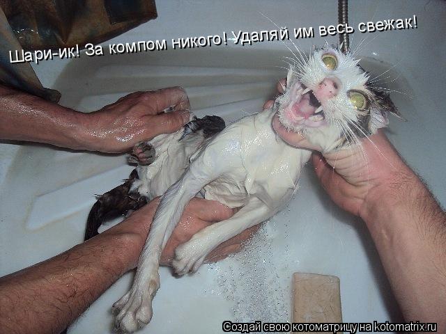 Шари-ик! За компом никого! Удаляй им весь свежак!... Котоматрица: Шари-ик! За компом никого! Удаляй им весь свежак!