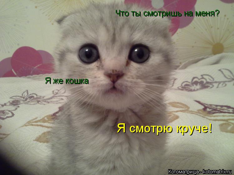 Что ты смотришь на меня? Я же кошка Я смотрю круче!... Котоматрица: Что ты смотришь на меня? Я же кошка Я смотрю круче!