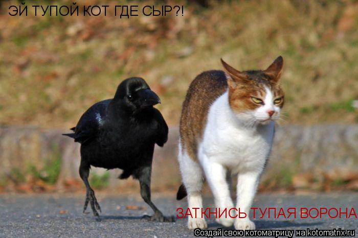 ЭЙ ТУПОЙ КОТ ГДЕ СЫР?! ЗАТКНИСЬ ТУПАЯ ВОРОНА... Котоматрица: ЭЙ ТУПОЙ КОТ ГДЕ СЫР?! ЗАТКНИСЬ ТУПАЯ ВОРОНА