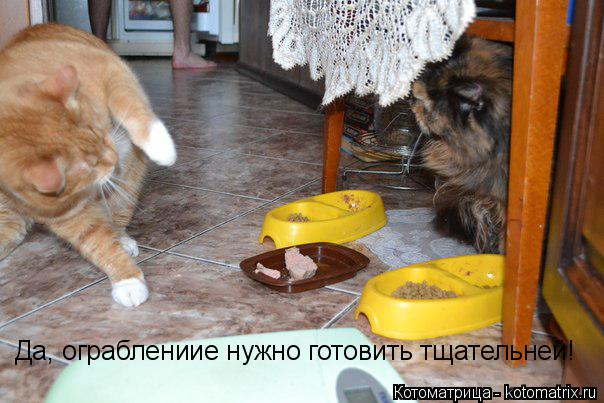 Да, ограблениие нужно готовить тщательней!... Котоматрица: Да, ограблениие нужно готовить тщательней!