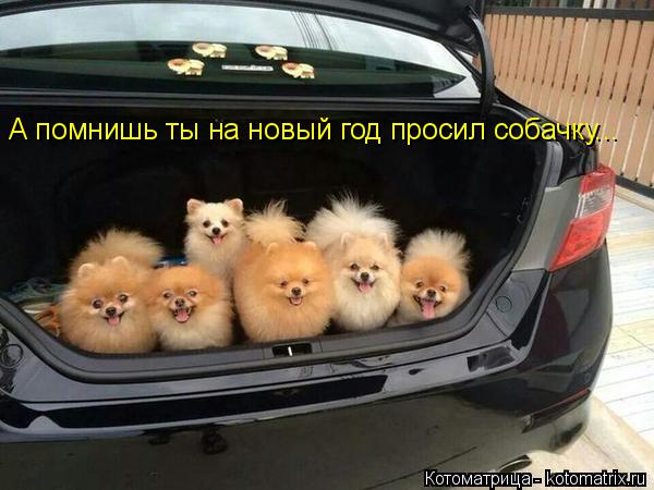 А помнишь ты на новый год просил собачку...... Котоматрица: А помнишь ты на новый год просил собачку...