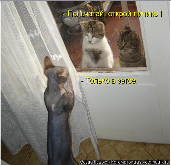 - Гюльчатай, открой личико ! - Только в загсе.... Котоматрица: - Гюльчатай, открой личико ! - Только в загсе.