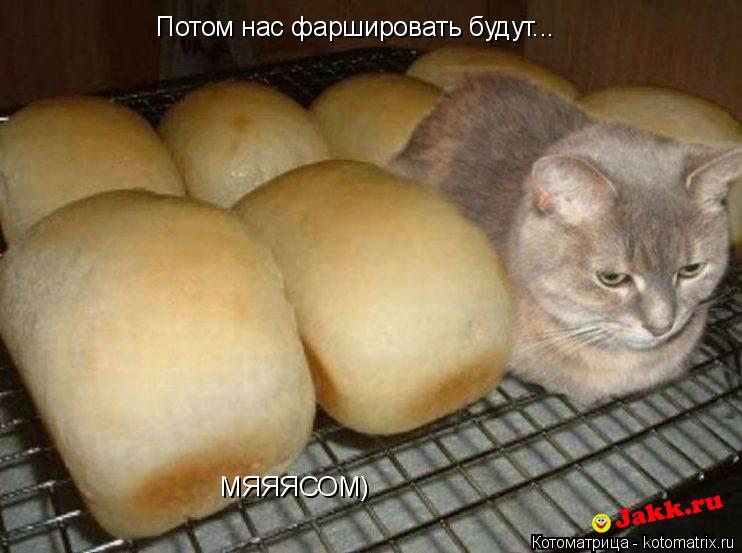 Потом нас фаршировать будут... МЯЯЯСОМ)... Котоматрица: Потом нас фаршировать будут... МЯЯЯСОМ)
