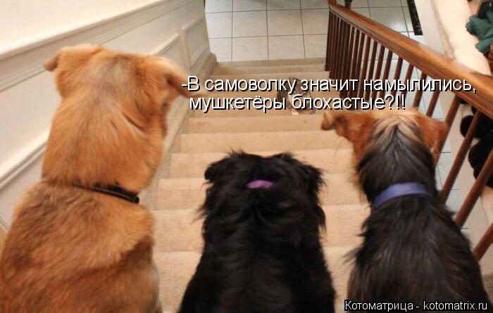 Котоматрица: -В самоволку значит намылились, мушкетёры блохастые?!!