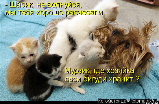 - Шарик, не волнуйся, мы тебя хорошо расчесали. Мурзик, где хозяйка свои бигуди хранит ?... Котоматрица: - Шарик, не волнуйся, мы тебя хорошо расчесали. Мурзик, где хозяйка свои бигуди хранит ?