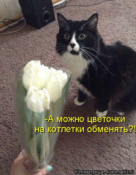 -А можно цветочки на котлетки обменять?!... Котоматрица: -А можно цветочки на котлетки обменять?!