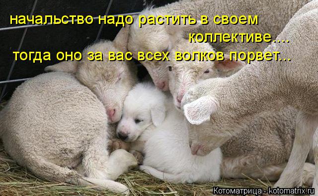 Котоматрица: начальство надо растить в своем коллективе.... тогда оно за вас всех волков порвет...