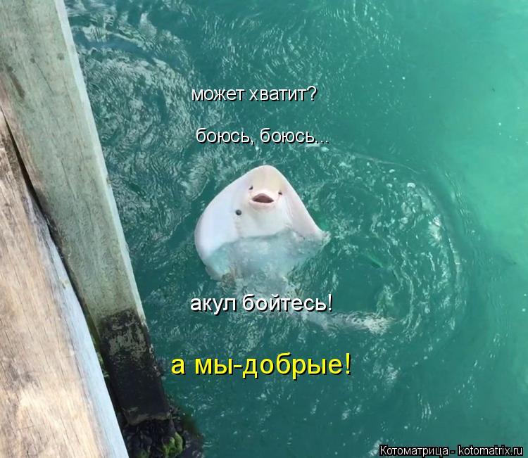 Котоматрица: может хватит? боюсь, боюсь... акул бойтесь! а мы-добрые!