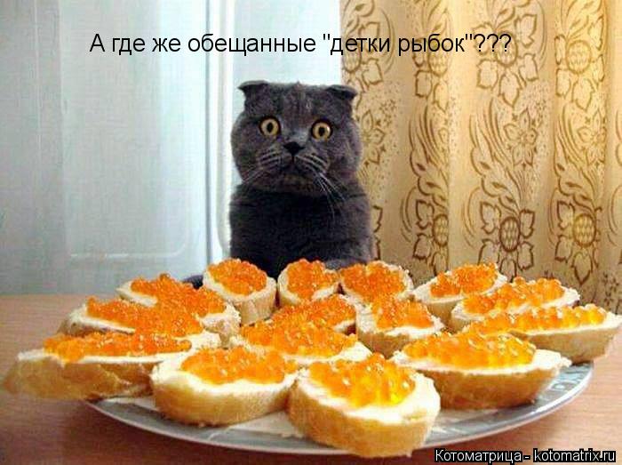 А где же обещанные "детки рыбок"???... Котоматрица: А где же обещанные "детки рыбок"???