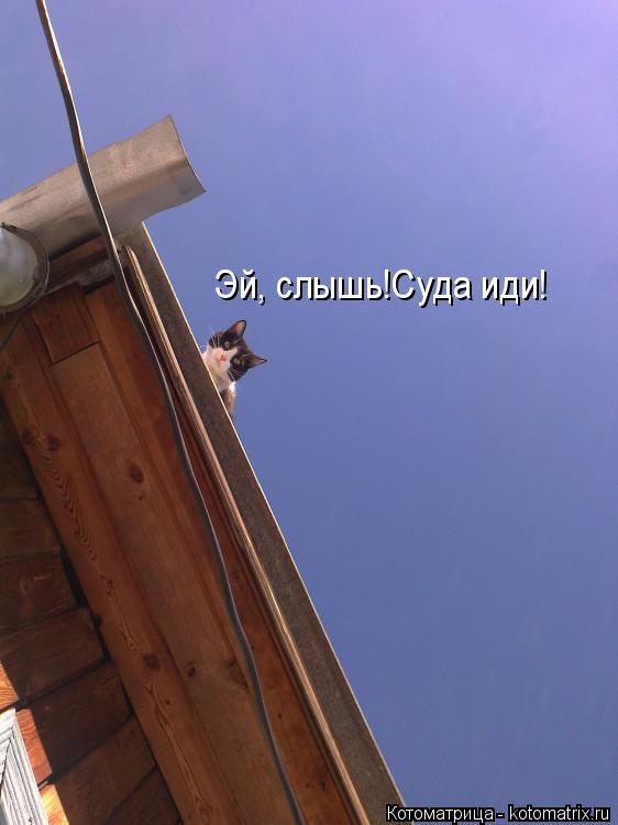 Эй, слышь!Суда иди!... Котоматрица: Эй, слышь!Суда иди!
