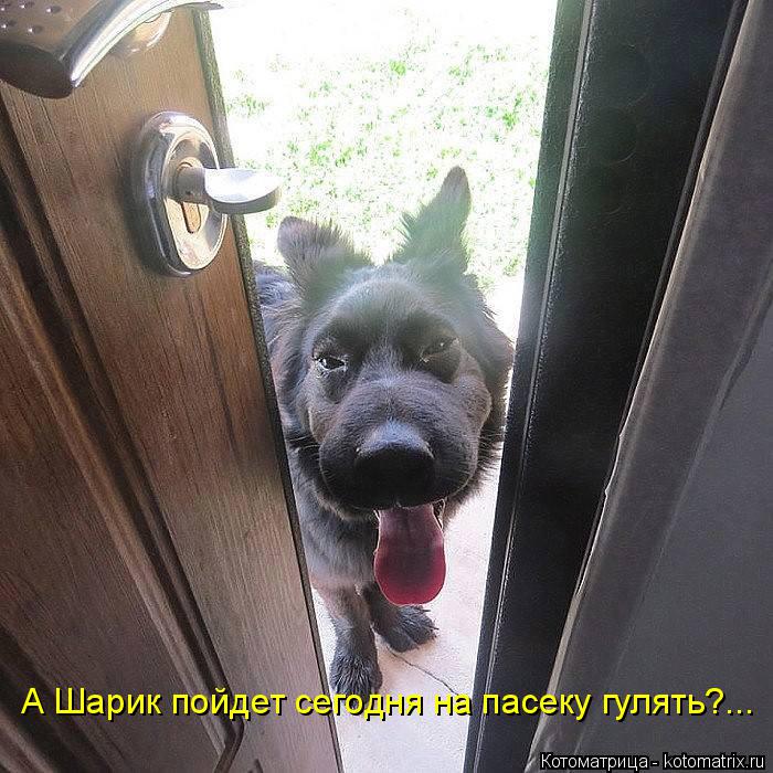 Котоматрица: А Шарик пойдет сегодня на пасеку гулять?...