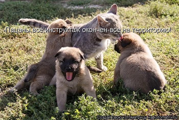 -Пацаны,всё,инструктаж окончен-все на территорию!... Котоматрица: -Пацаны,всё,инструктаж окончен-все на территорию!
