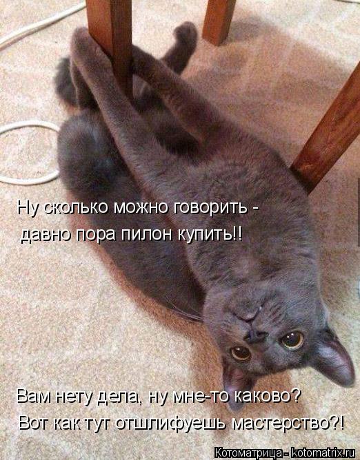 Ну сколько можно говорить - давно пора пилон купить!! Вам нету дела, ну мне-то каково? Вот как тут от... Котоматрица: Ну сколько можно говорить - давно пора пилон купить!! Вам нету дела, ну мне-то каково? Вот как тут отшлифуешь мастерство?!