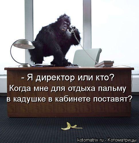 - Я директор или кто? Когда мне для отдыха пальму в кадушке в кабинете поставят?... Котоматрица: - Я директор или кто? Когда мне для отдыха пальму в кадушке в кабинете поставят?