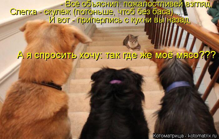Котоматрица: - Всё объяснил: пожалостливей взгляд, Слегка - скулёж (потоньше, чтоб без баса)... И вот - приперлись с кухни вы назад, А я спросить хочу: так где 