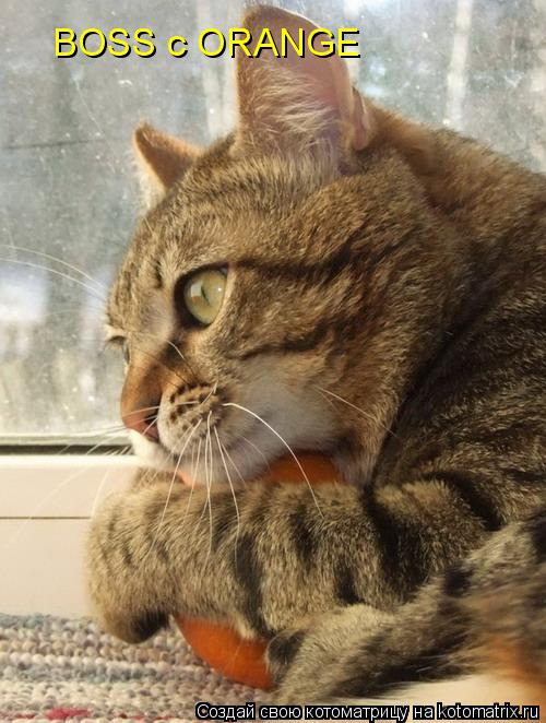 BOSS с ORANGE... Котоматрица: BOSS с ORANGE