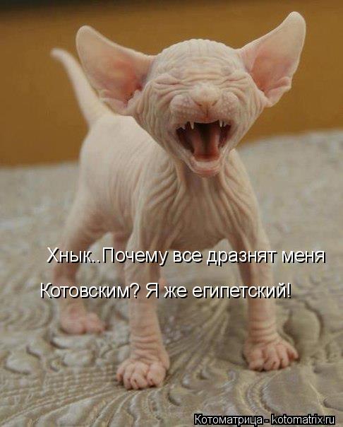 Хнык..Почему все дразнят меня Котовским? Я же египетский!... Котоматрица: Хнык..Почему все дразнят меня Котовским? Я же египетский!