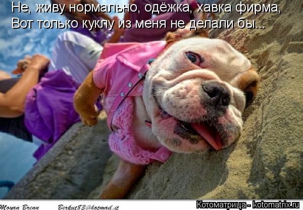 Не, живу нормально, одёжка, хавка фирма, Вот только куклу из меня не делали бы...... Котоматрица: Не, живу нормально, одёжка, хавка фирма, Вот только куклу из меня не делали бы...